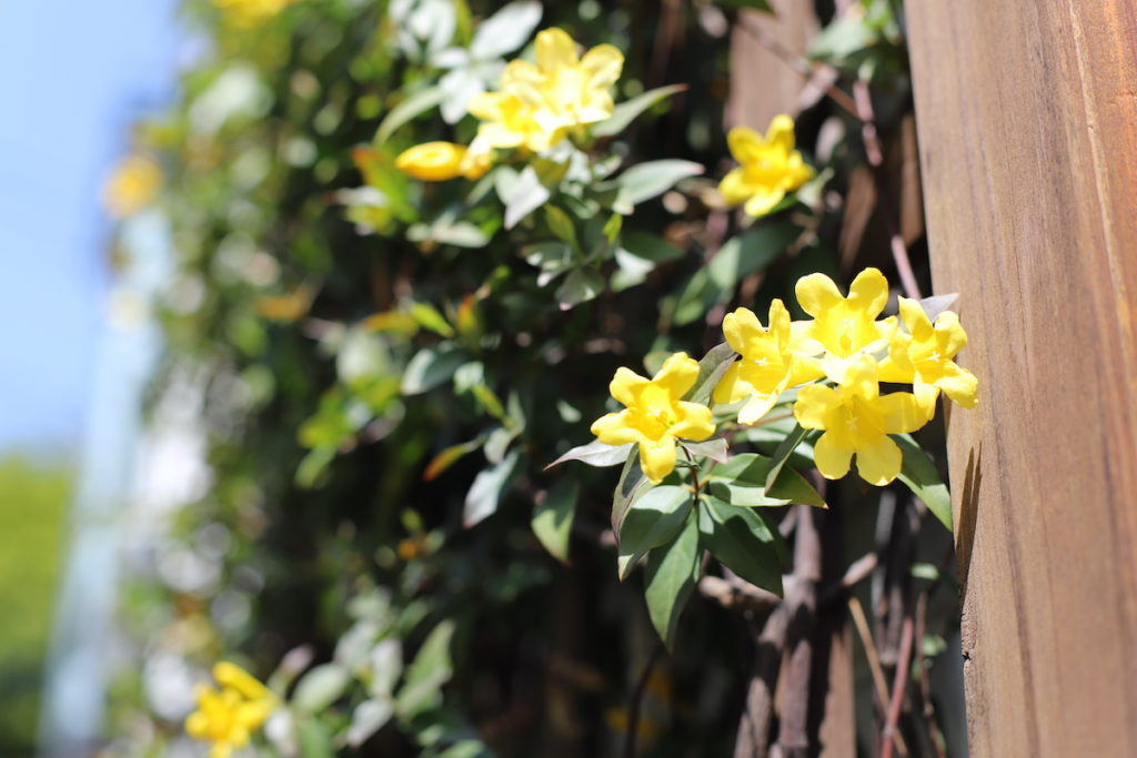 カロライナジャスミン