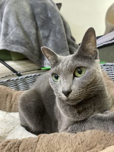 ロシアンブルー